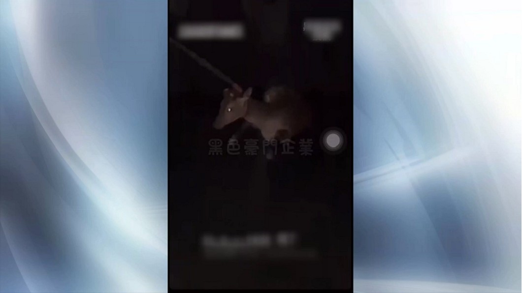 惡劣!疑遊客踹梅花鹿 誇張行徑全都錄