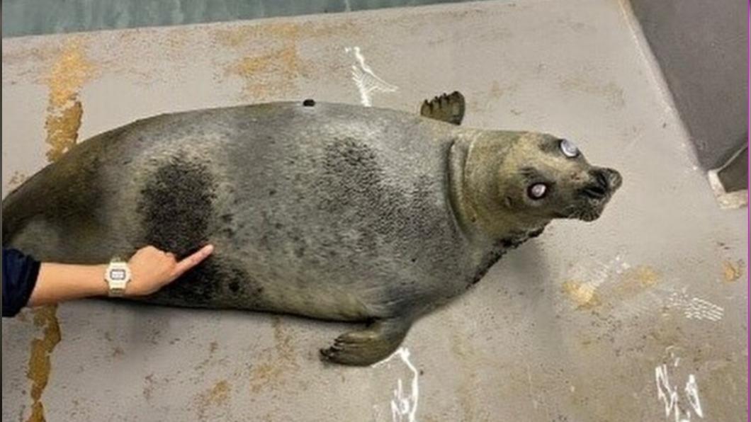 日本最長壽47歲海豹離世 水族館設獻花台悼念