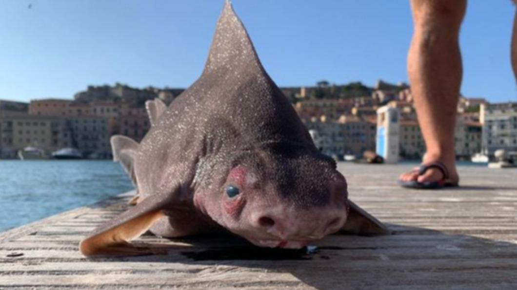 海怪?義大利海軍漁港捕獲「豬臉鯊」 專家:是瀕危生物