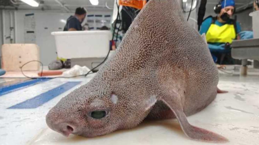 怪魚的真實身分是「尖背角鯊」(Oxynotus centrina),已被列為瀕危物種。(圖/翻攝自 推特)