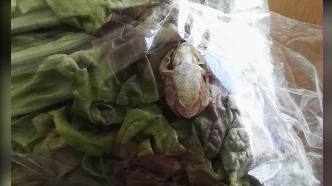 有網友看到消息,在推特上分享自己以前買青菜時混入其中的青蛙。(圖/翻攝自@ishidatek244推特)