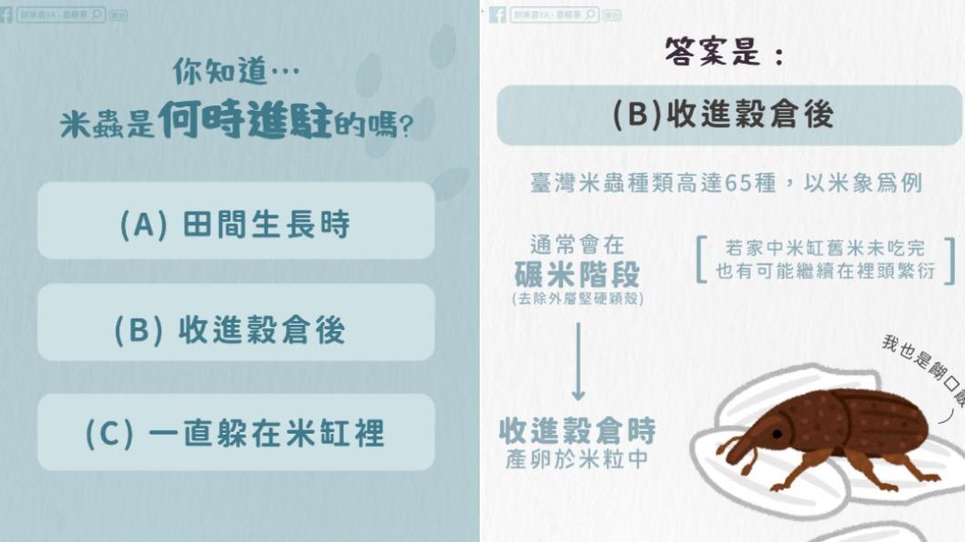 會米蟲通常會在碾米階段至收進穀倉時，產卵於米粒中。（圖／翻攝自鮮享農YA - 農糧署臉書）