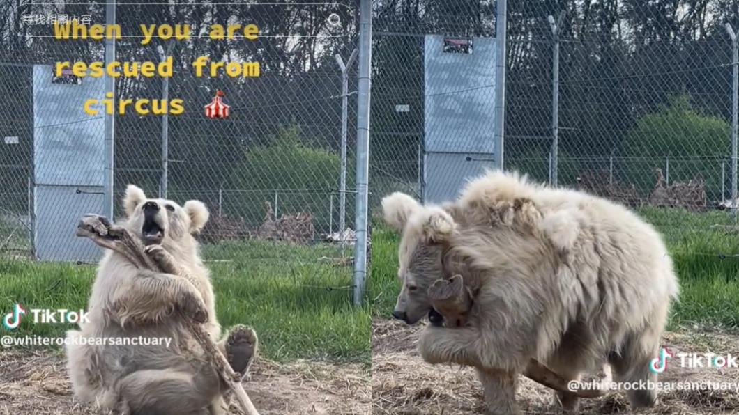 查達曾經淪為馬戲團的表演道具。(圖/翻攝自@whiterockbearsanctuary)