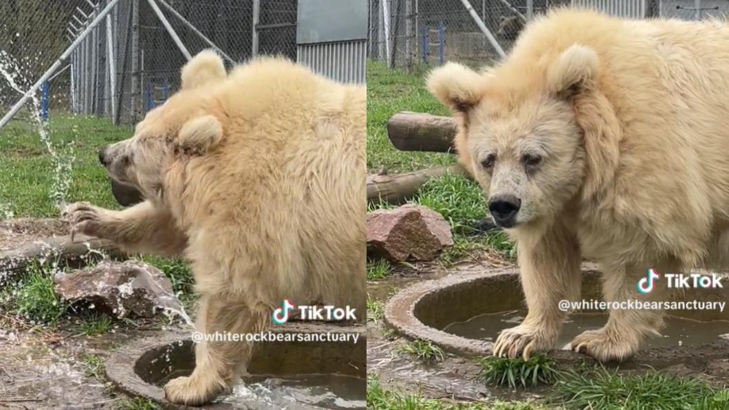 查達凌亂的毛髮和眼神是牠的招牌。(圖/翻攝自@whiterockbearsanctuary)