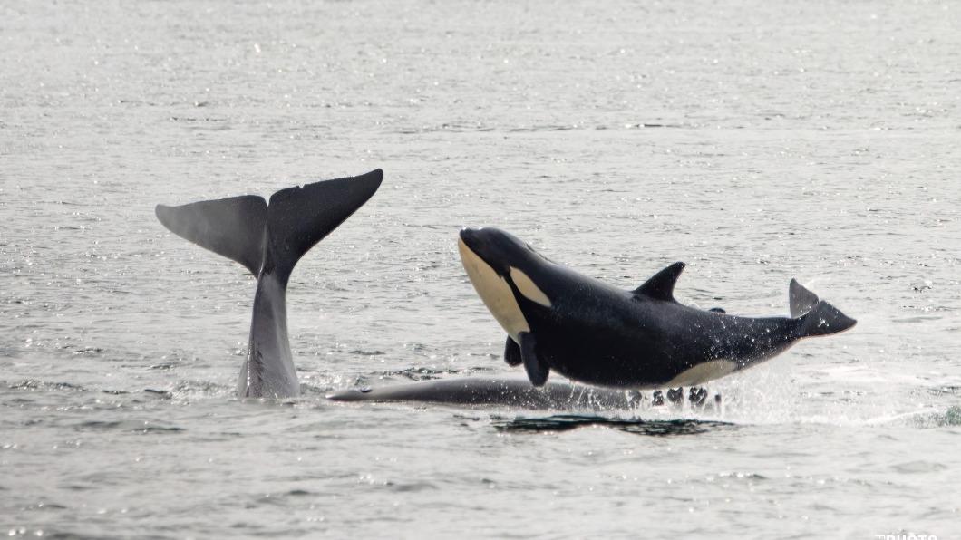 虎鯨寶寶U字形起舞。（圖／翻攝自Eagle Wing Whale Watching Tours臉書）