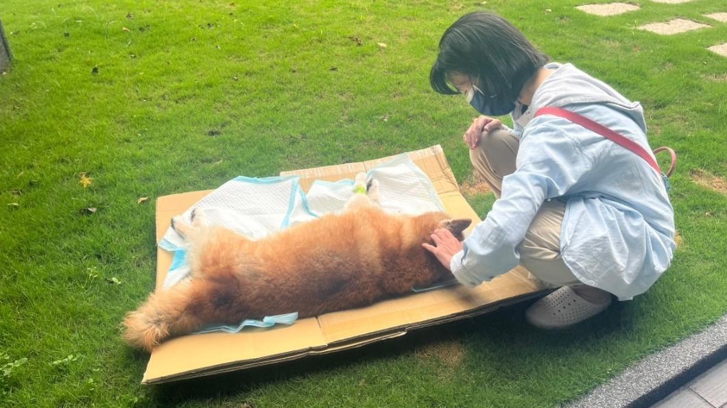 Q娘透過臉書粉專宣布Q將離世消息。(圖/翻攝自柴犬Q將臉書)