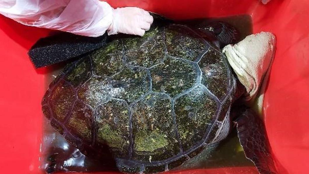 新北廢棄魚塭救出綠蠵龜 飼主最高遭罰百萬元