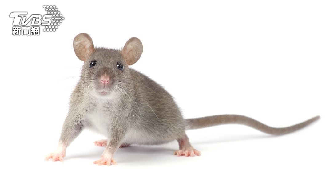 嘉義吃飯驚見「肥鼠共桌」!超噁影片曝 網揭餐廳黑歷史