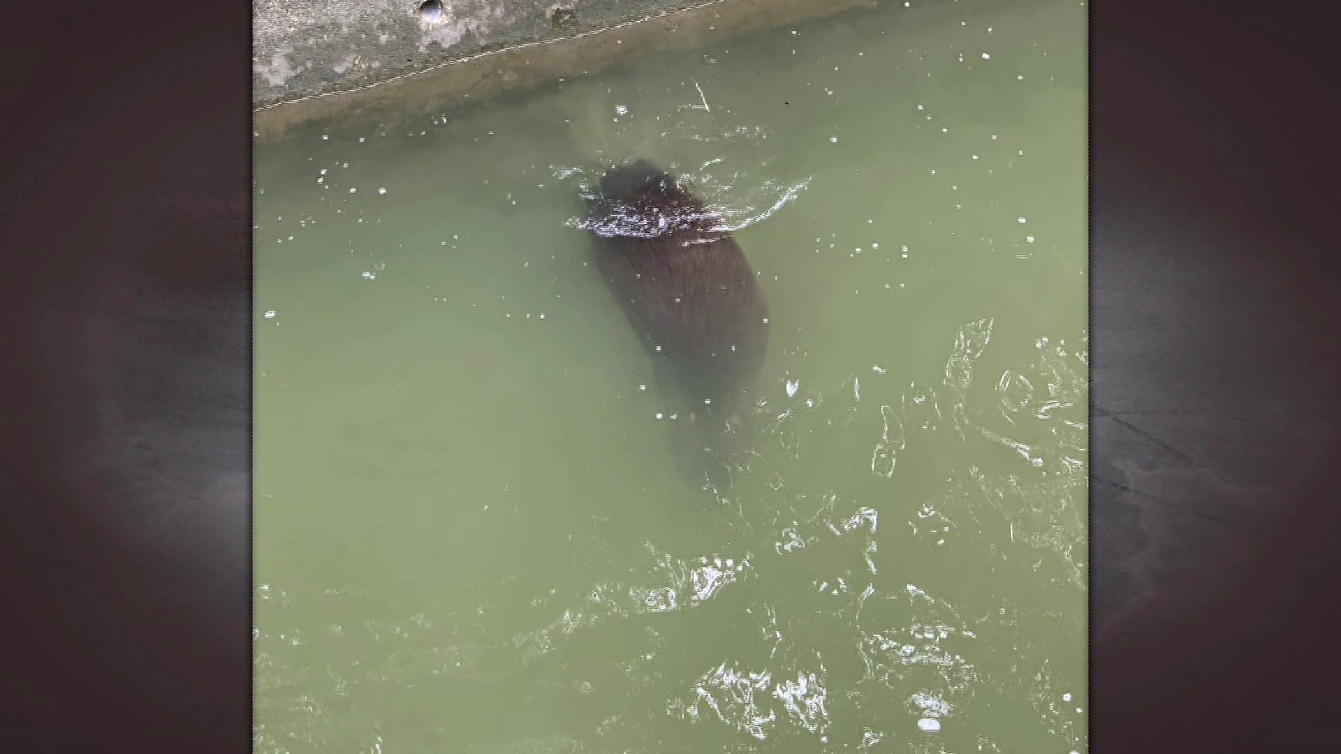 畫面提供/流浪動物珍愛協會/村長李兆恩