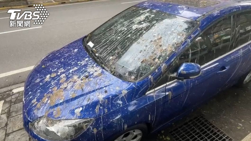 車主「崩潰」!車停樹下停車格遭「鳥糞」襲擊