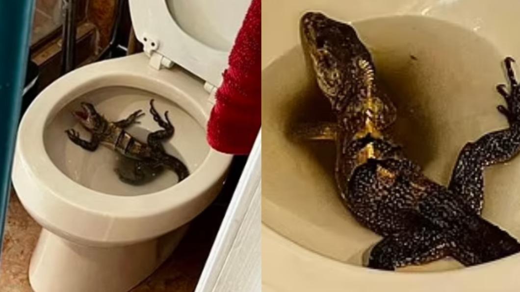 佛州一戶人家的馬桶中出現綠鬣蜥（green iguana）。（圖／翻攝自《每日郵報》）
