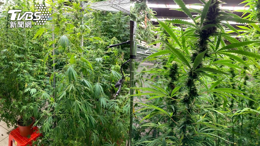 上網自學栽種!桃園男住處變溫室 警攻堅驚「大麻森林」
