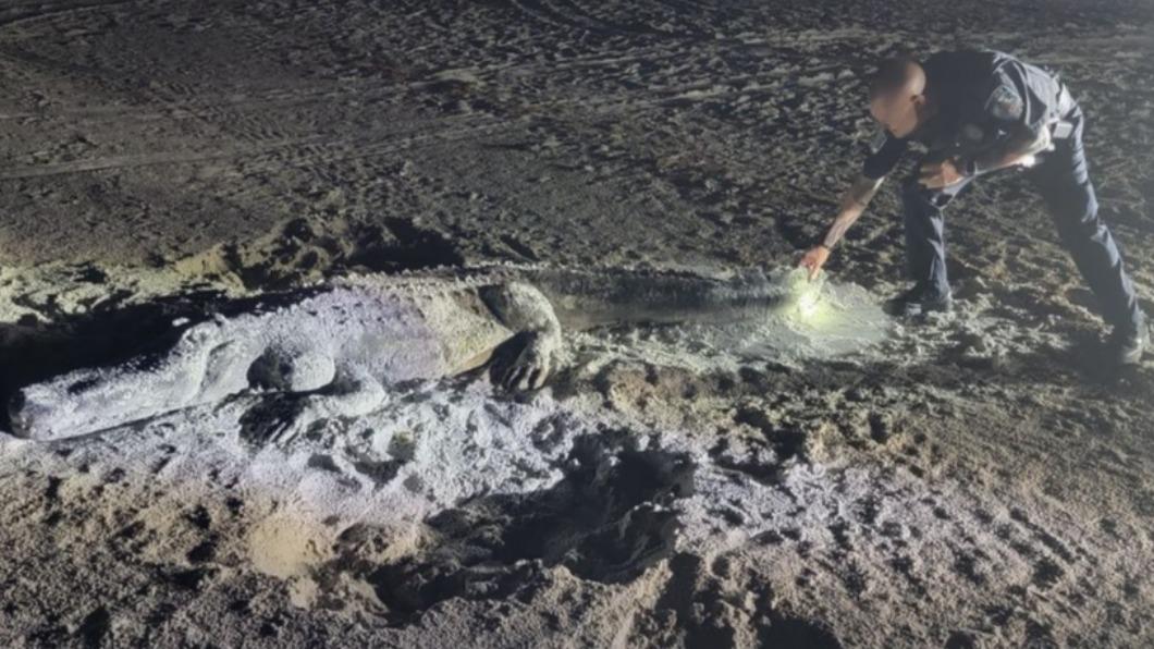 佛州警方被沙雕鱷魚嚇壞。(圖/翻攝自@cityoftreasureisland IG)
