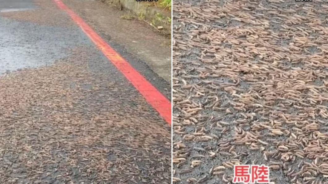 大地震前兆?千隻馬陸「蜷曲爬竄」 在地人驚:上次是921