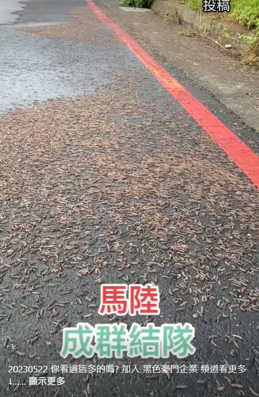 馬陸大軍。(圖/翻攝自黑色豪門企業臉書)
