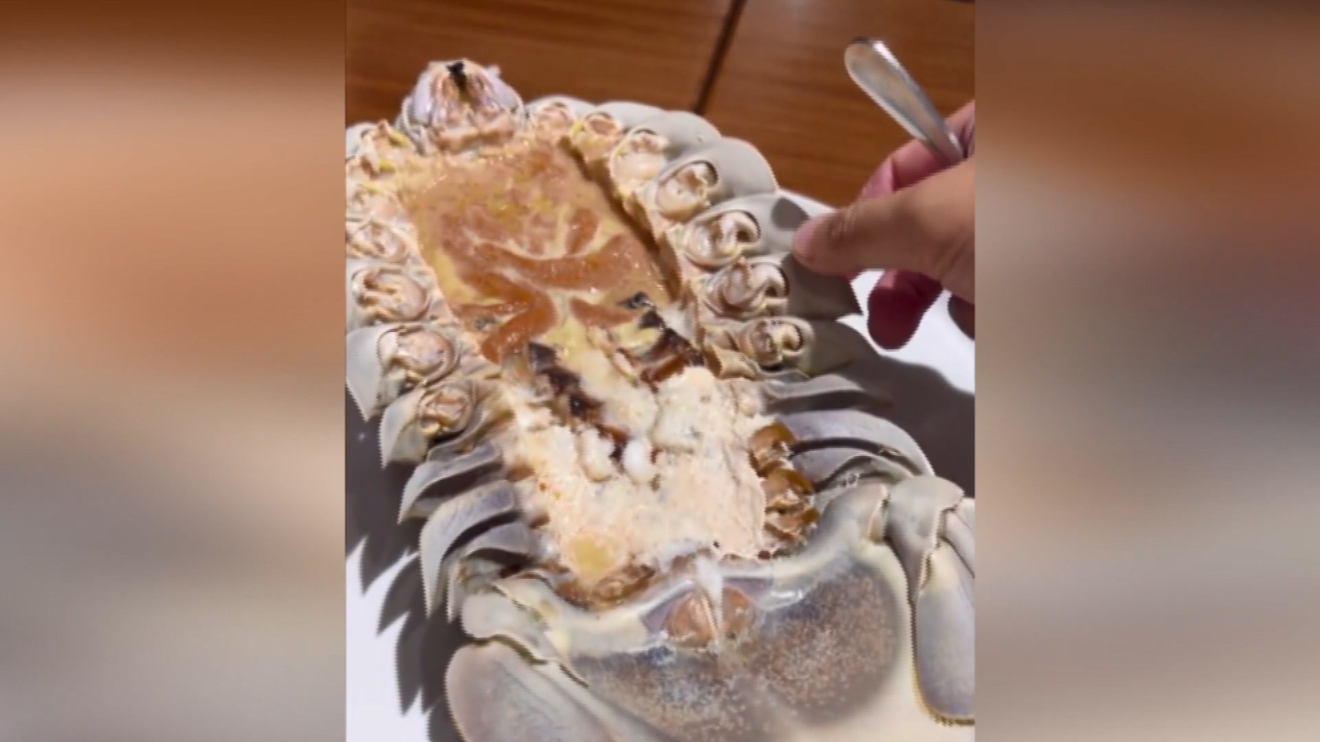深海怪獸！「大王具足蟲」　廚師開箱烹煮試吃