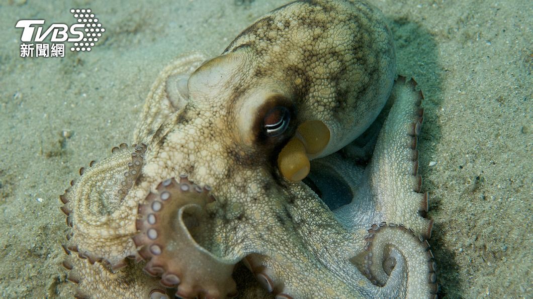 睡一半突吐墨汁揮腕足 科學家推測:章魚也會「做惡夢」