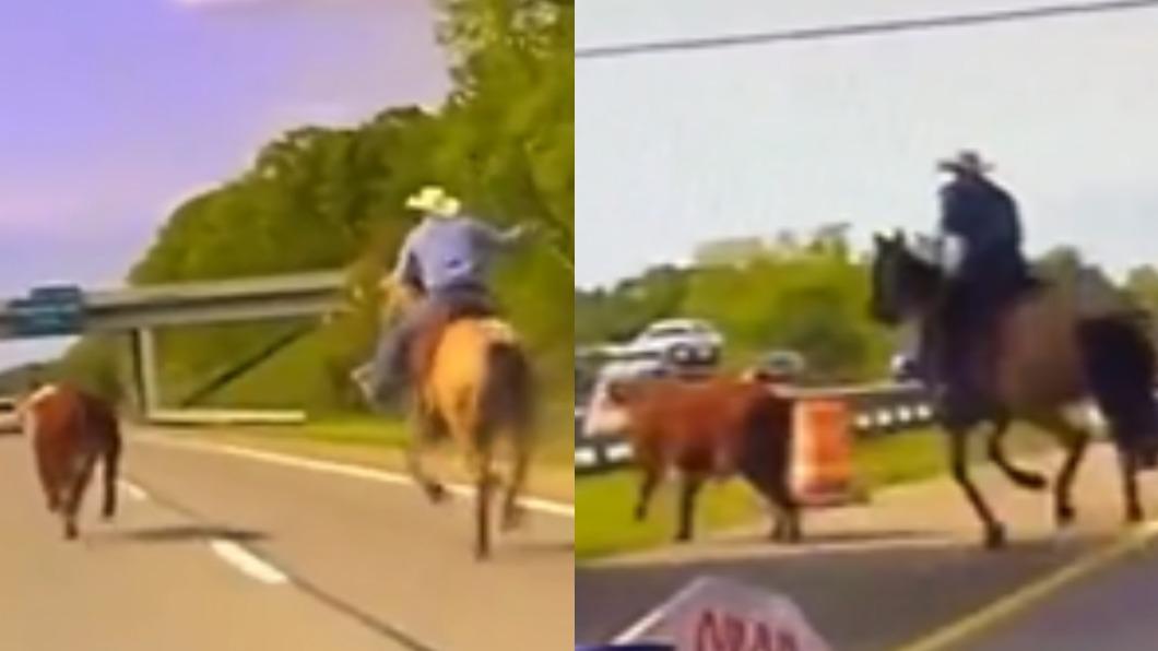 拍牛仔電影?美落跑乳牛闖洲際公路 飼主騎馬狂追