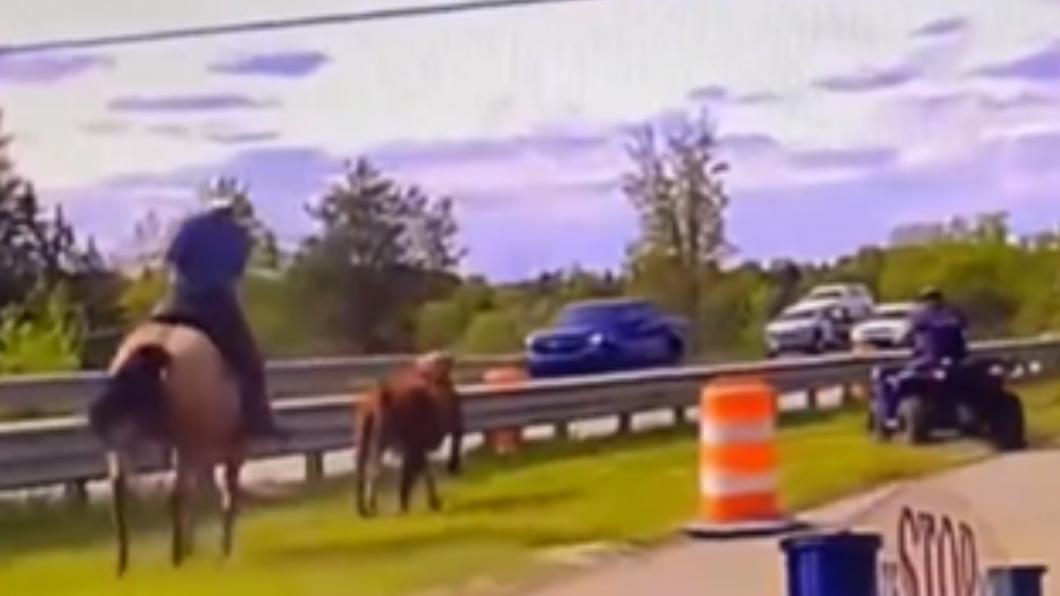 2名飼主圍捕1頭牛，一個人開著農耕用的四輪車、另一人騎著馬。（圖／翻攝自 推特）