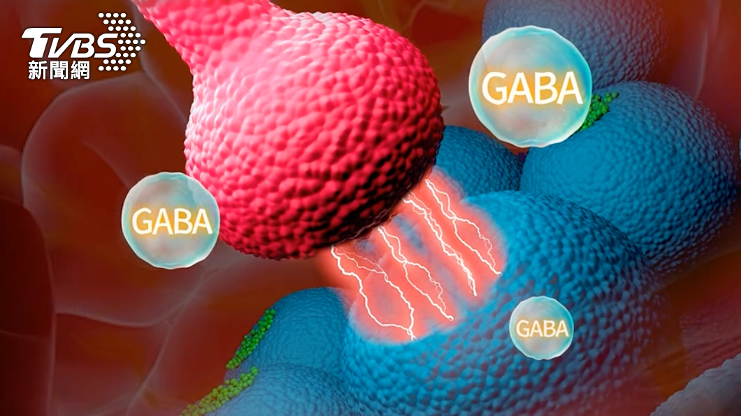目前常見新一代安眠藥的作用方式為與中樞神經細胞膜上 GABA受體結合,達到鎮靜安眠效果。(圖/TVBS)