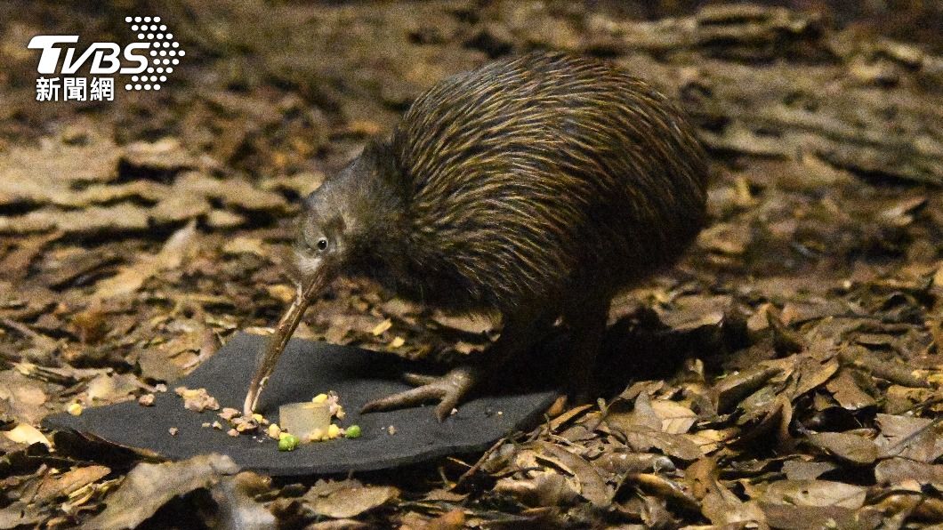付719元摸「國鳥」 美動物園遭紐西蘭人炎上:把鳥還來