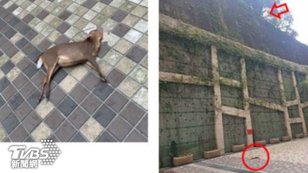基隆某社區後山，日前發生野生山羌從擋土牆失足墜落死摔死的事件。（圖／ＴＶＢＳ）