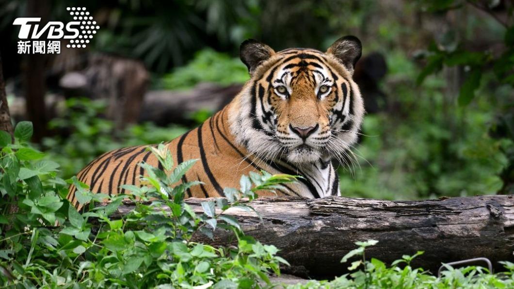 不少動物園有遊客和動物互動環節。(示意圖/shutterstock達志影像)