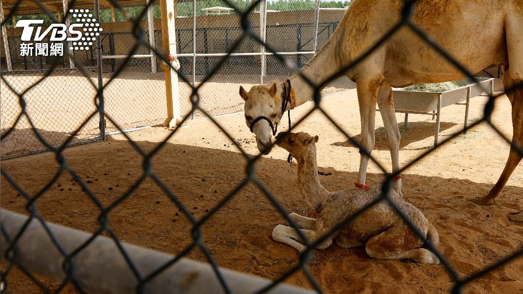 該技術至今已14年,但複製成功的機率卻仍不高。(圖/達志影像路透社)