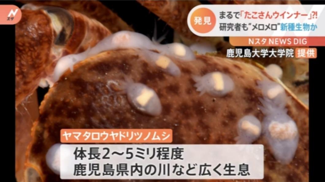 神似小章魚的寄生蟲被稱作「山太郎寄生角蟲」會附著在毛蟹上。(圖/翻攝自TBS NEWS官網)