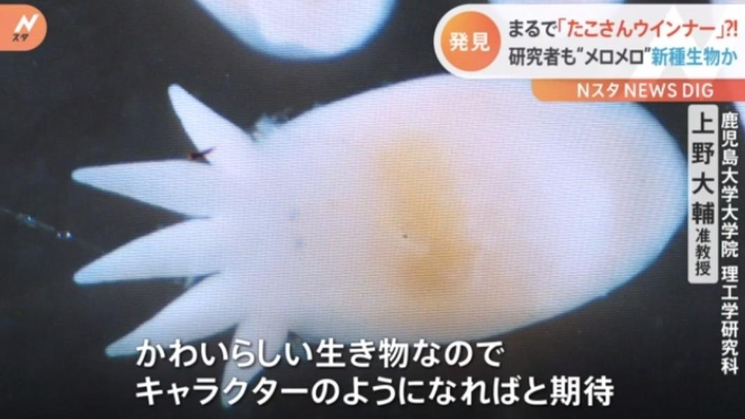 這種蟲出現代表附近水質乾淨。(圖/翻攝自TBS NEWS官網)