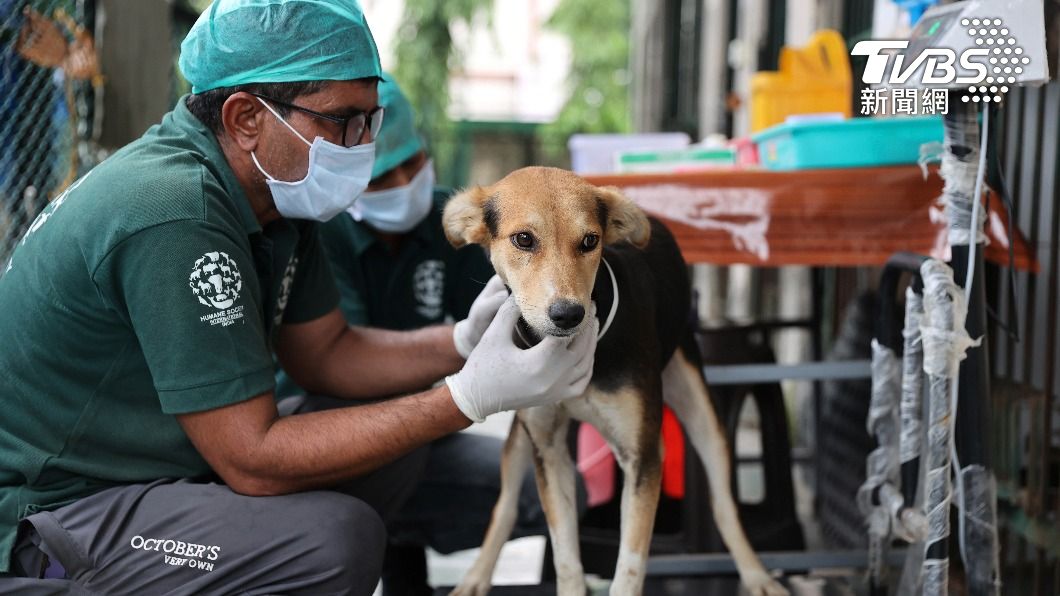 雖然印度政府推出流浪犬節育計畫，但僅在部分邦地區得明顯成效。（圖／達志影像美聯社）