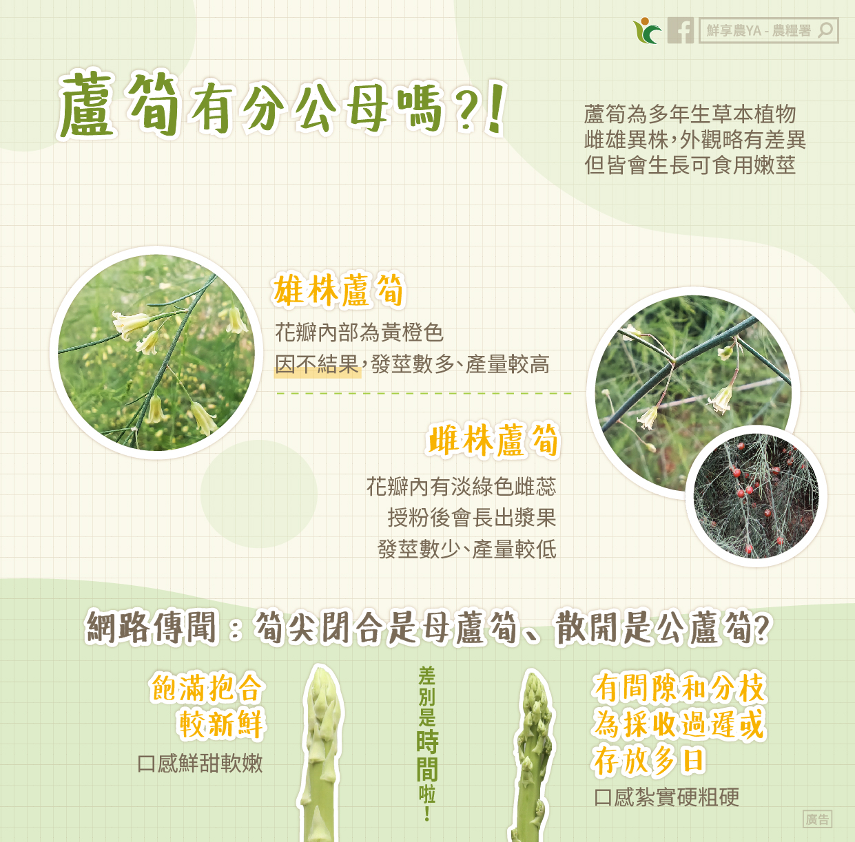 蘆筍也有分公母。(圖/翻攝自鮮享農YA - 農糧署臉書)