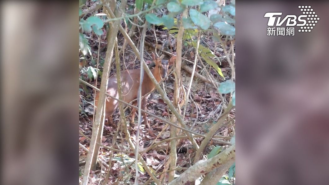 柴山...原來不是只有「阿猴」 山友捕捉山羌蹤影