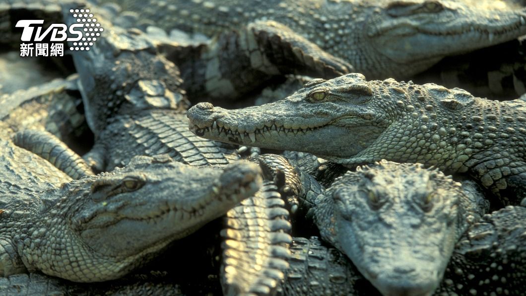 悚!柬埔寨老翁慘被拖進水池 遭40隻鱷魚圍攻咬死