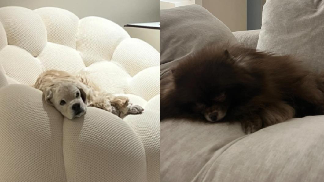 Jennie愛犬Kai(圖左)、Kuma(圖右)。(圖/翻攝自@jennierubyjane IG)