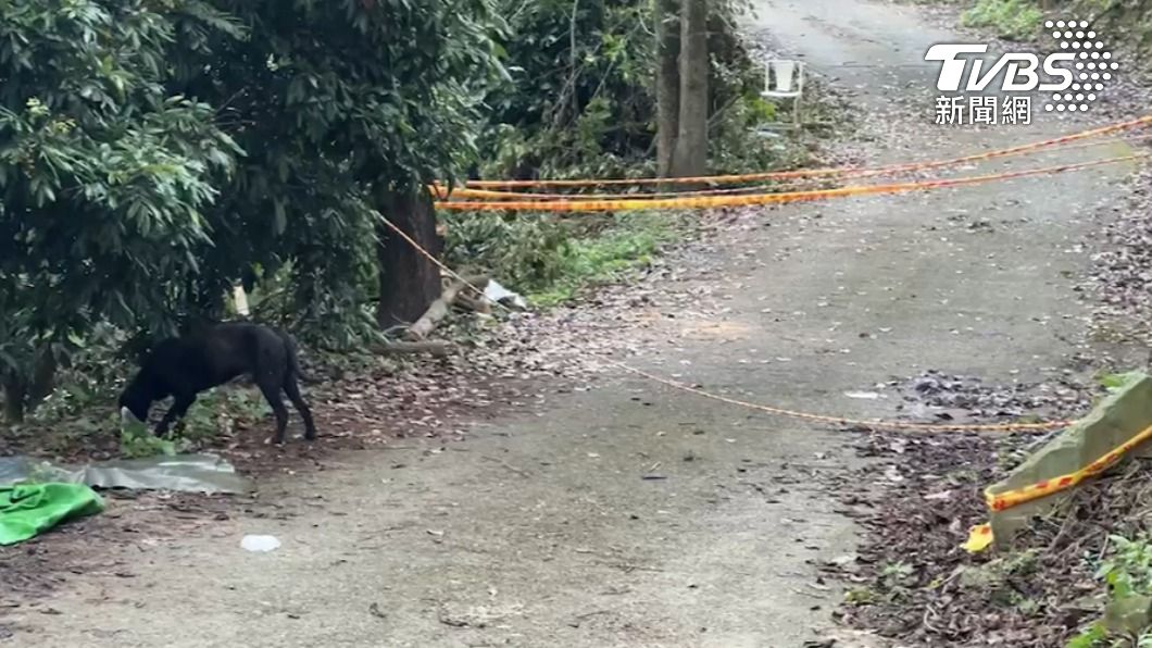 台南比丘尼陳屍產業道路 曾和民眾交談、死前狗吠聲四起