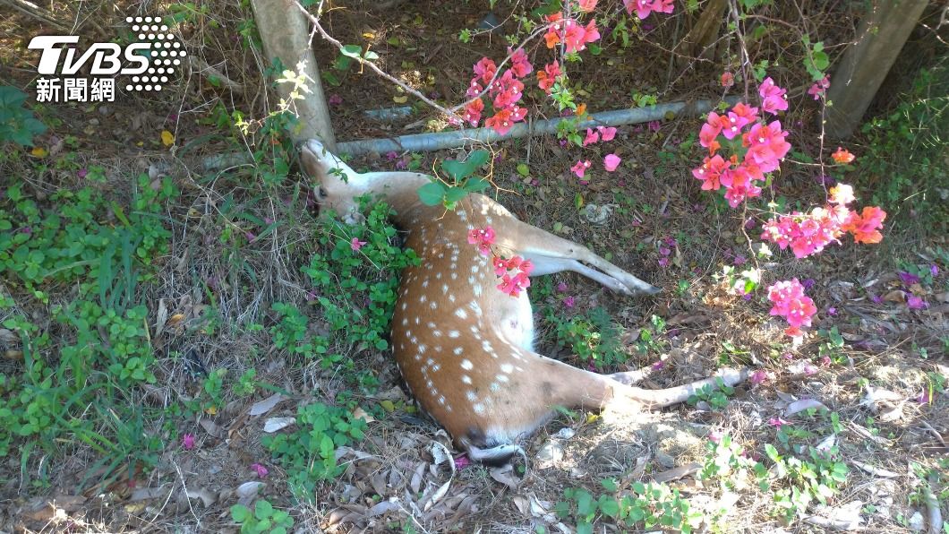 墾丁男酒駕撞梅花鹿 「鹿死人亡」高額保險恐領嘸