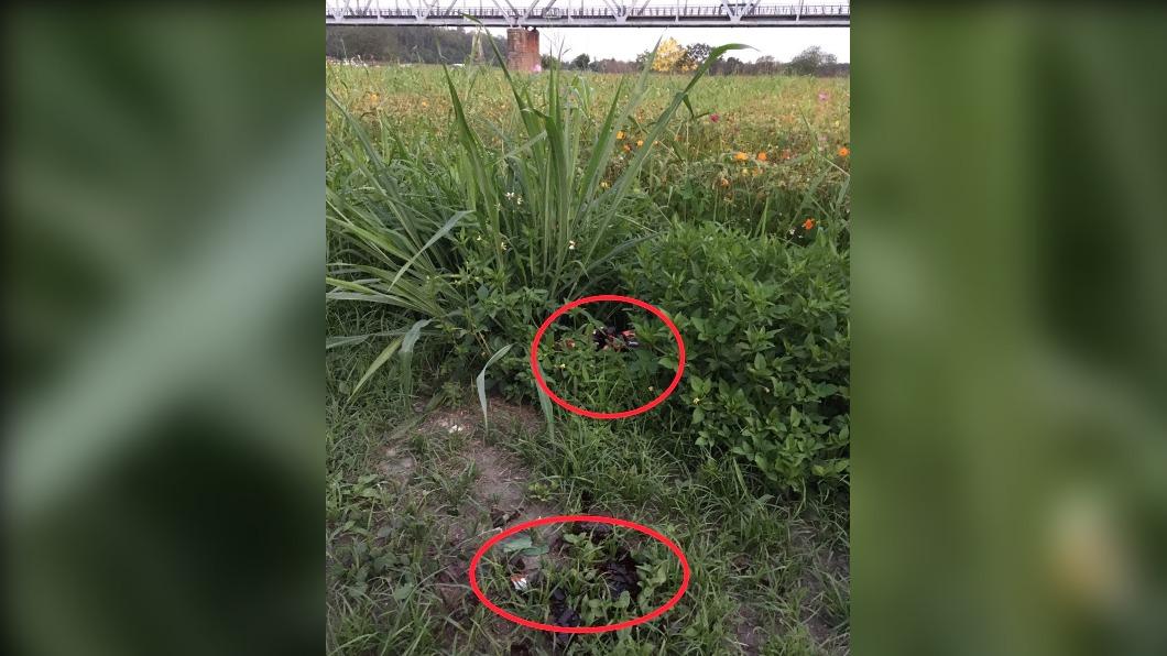 屏東舊鐵橋花海藏危機 這行為惹怒認養單位