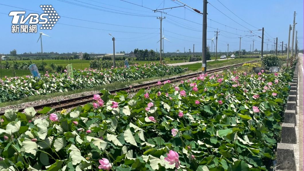 隱藏版秘境沒了!「鐵道荷花」收費遭檢舉 地主氣炸全砍光