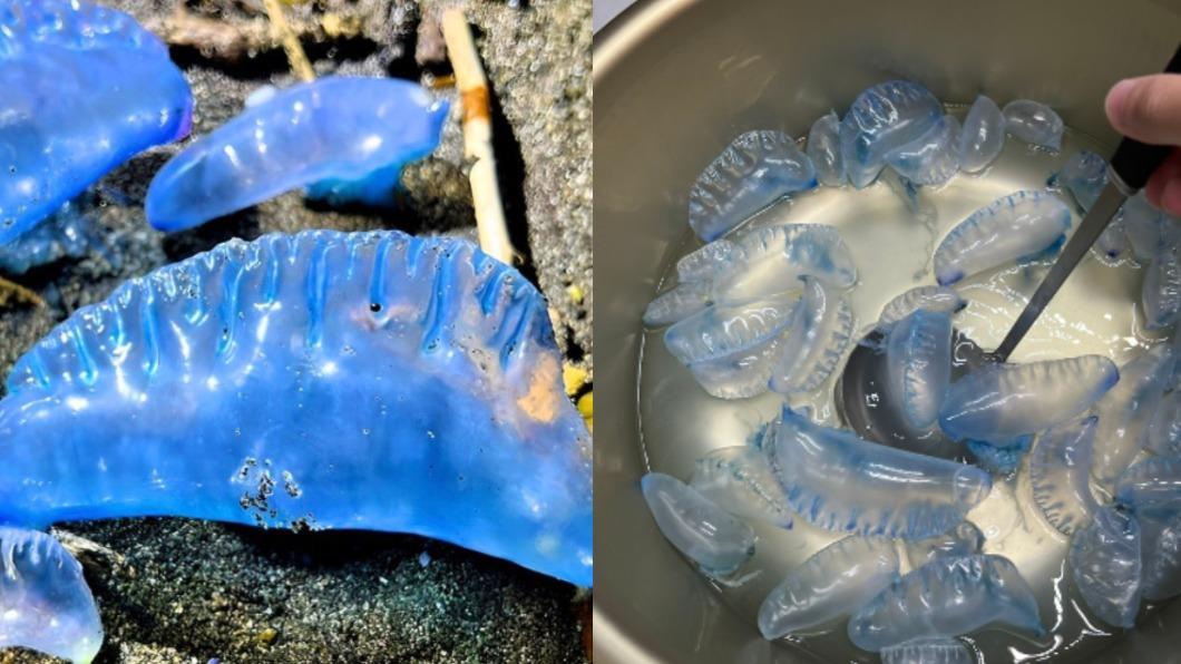 「僧帽水母」熬湯有柴魚味？網紅拍片曝口感　專家：極不推薦