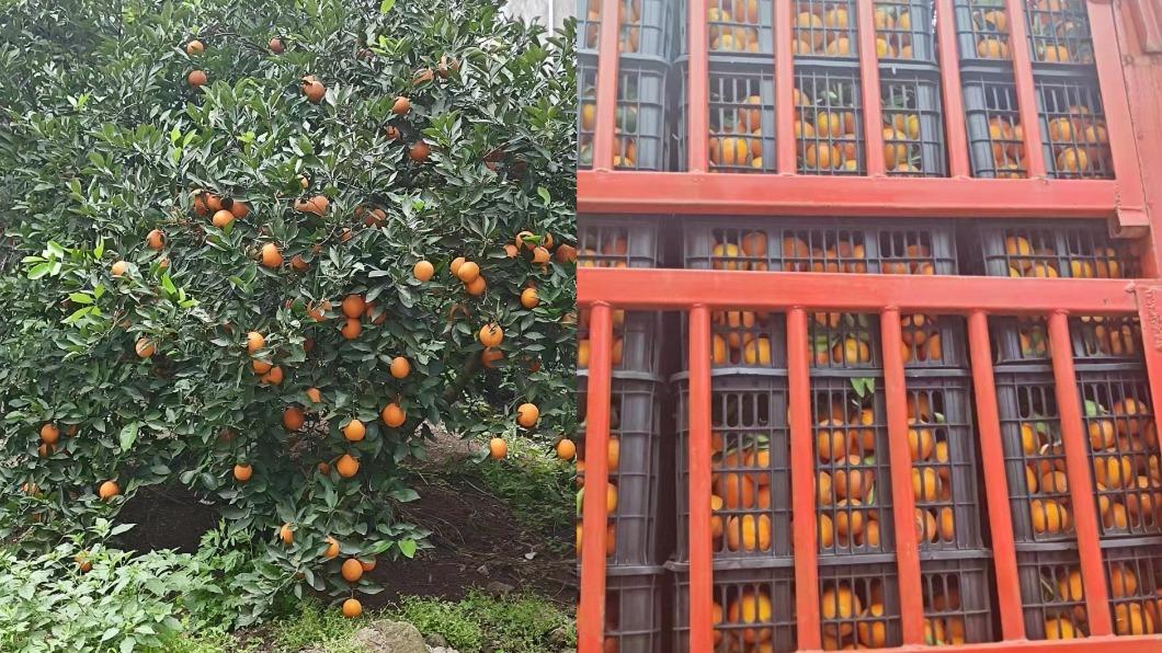 劉樂妍直奔果園證明自己的清白。(圖/翻攝自劉樂妍微博)