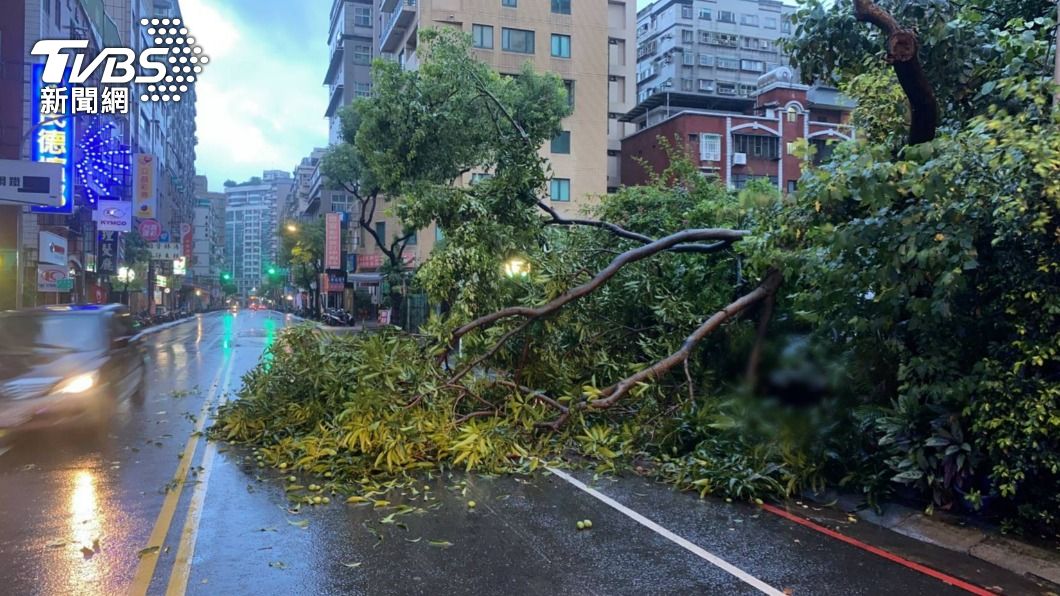 中和宜安路樹木倒塌「卡路中」 自小貨車前擋風玻璃遭砸