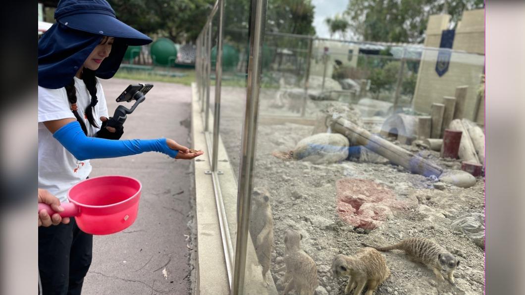 企鵝妹徒手抓麵包蟲。(圖/翻攝自《頑皮世界野生動物園》臉書)