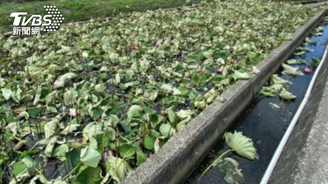 地主將荷花砍光。(圖/TVBS)