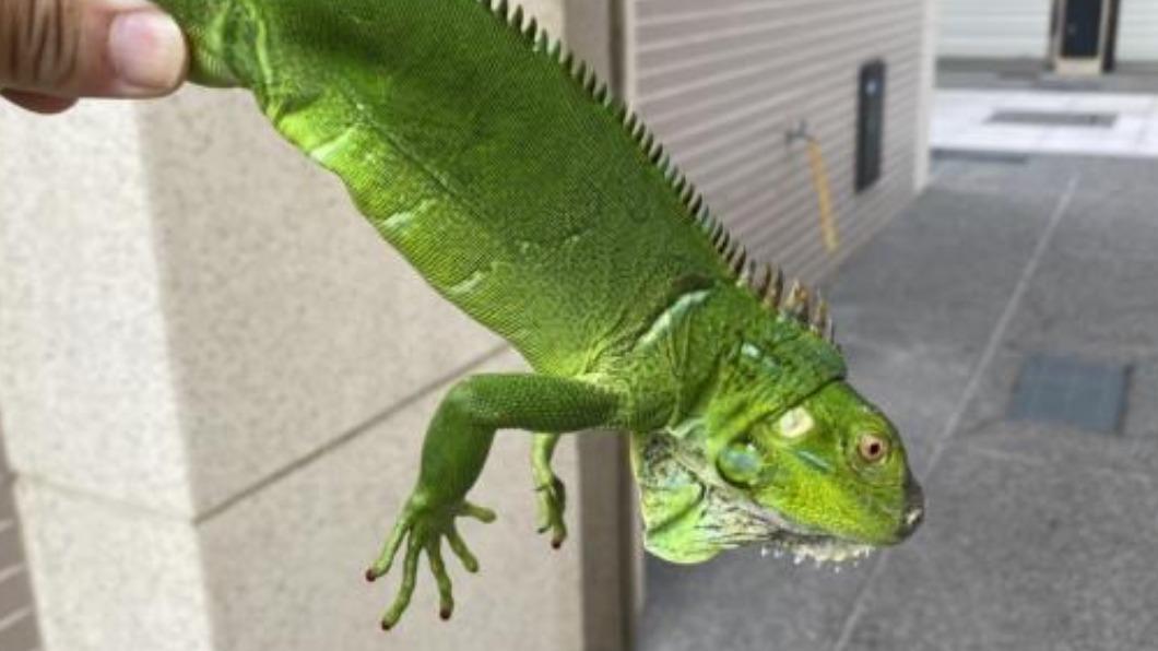 農業局目標是降低綠鬣蜥數量。(圖/翻攝自台南市政府農業局)