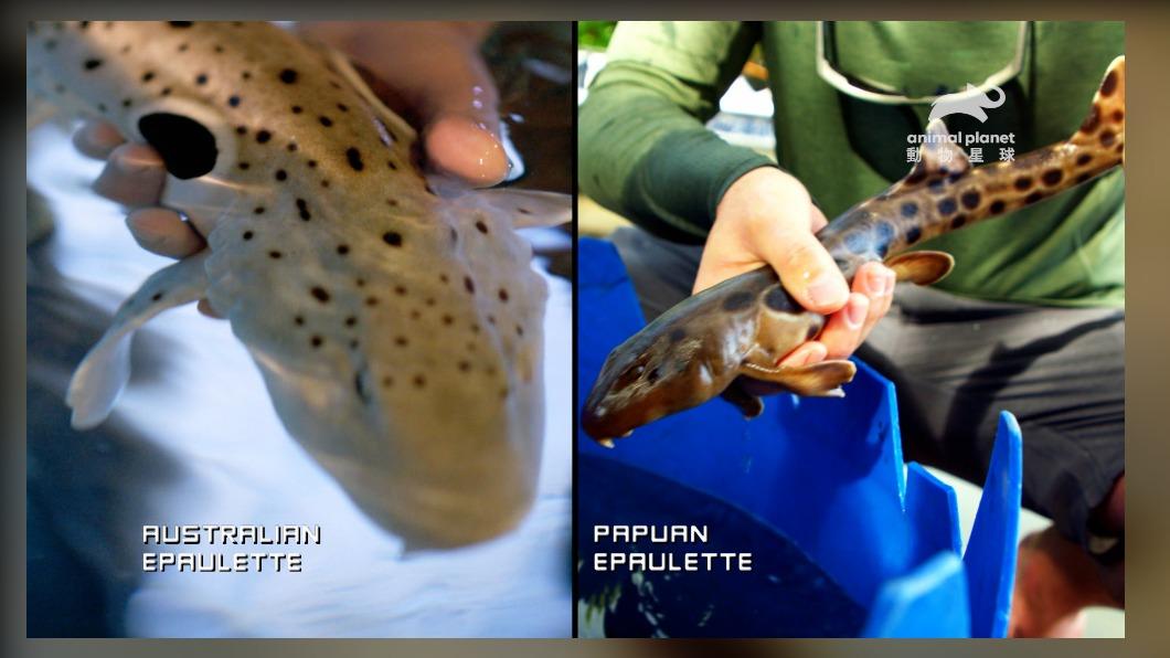 六月世界海洋日 探索海洋生物的奧秘與傳說