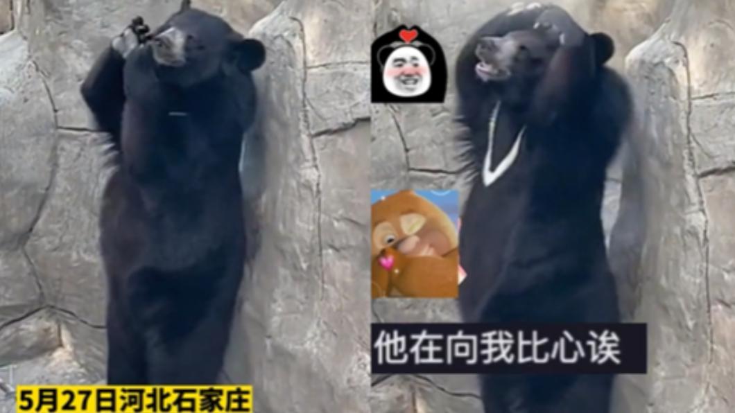 真的不是工讀生? 萌黑熊熱舞「比愛心求抖內」自己賺飯錢