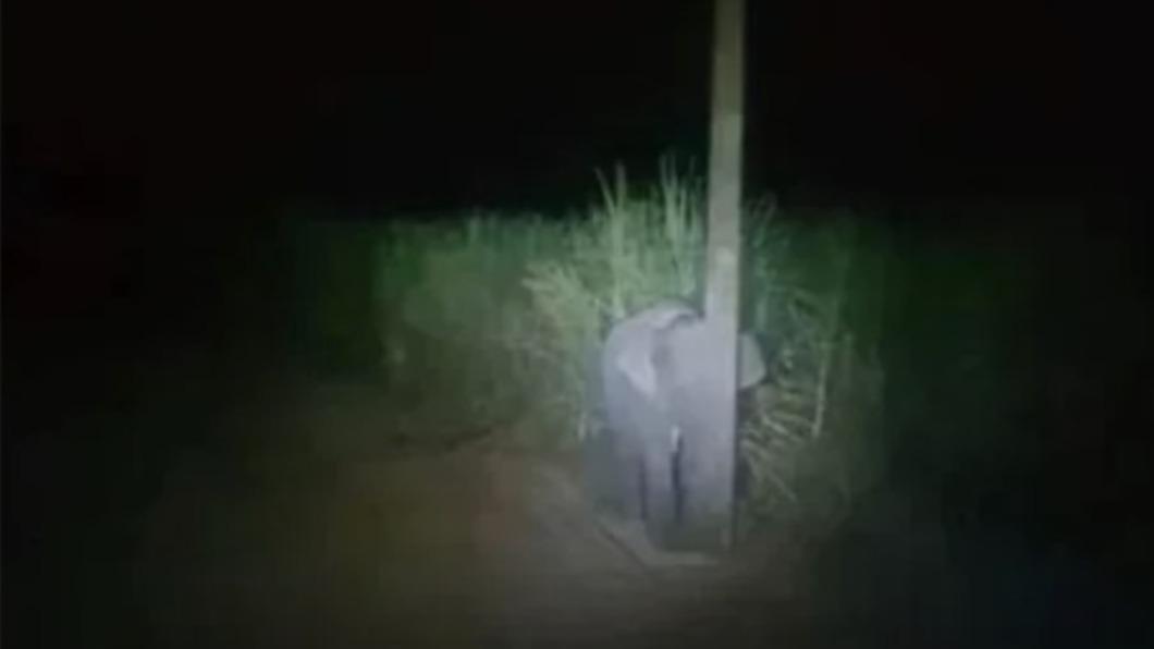 闖甘蔗園偷吃遭抓包!小象「躲電線桿後隱身」:沒看見我吧?