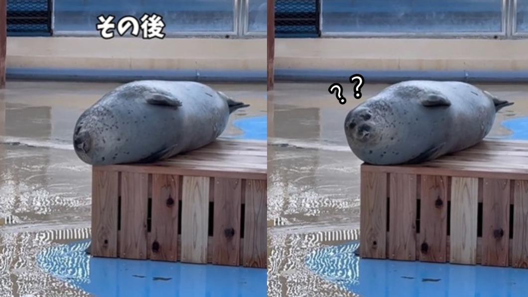 懷疑人生的表情超療癒。(圖/翻攝自@tobuzoo TikTok)