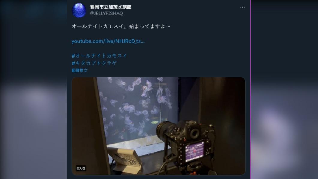 水族館在YouTube頻道幫水母架設直播。(圖/翻攝自鶴岡市立加茂水族館推特)